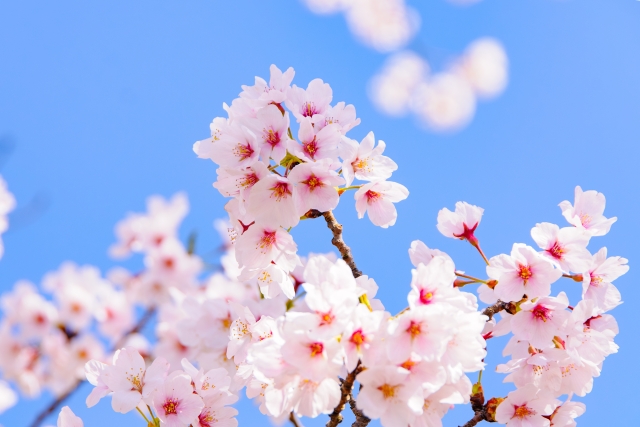 【2026 Edition】Tokyo Cherry Blossom Spots – Recommended Areas by Purpose