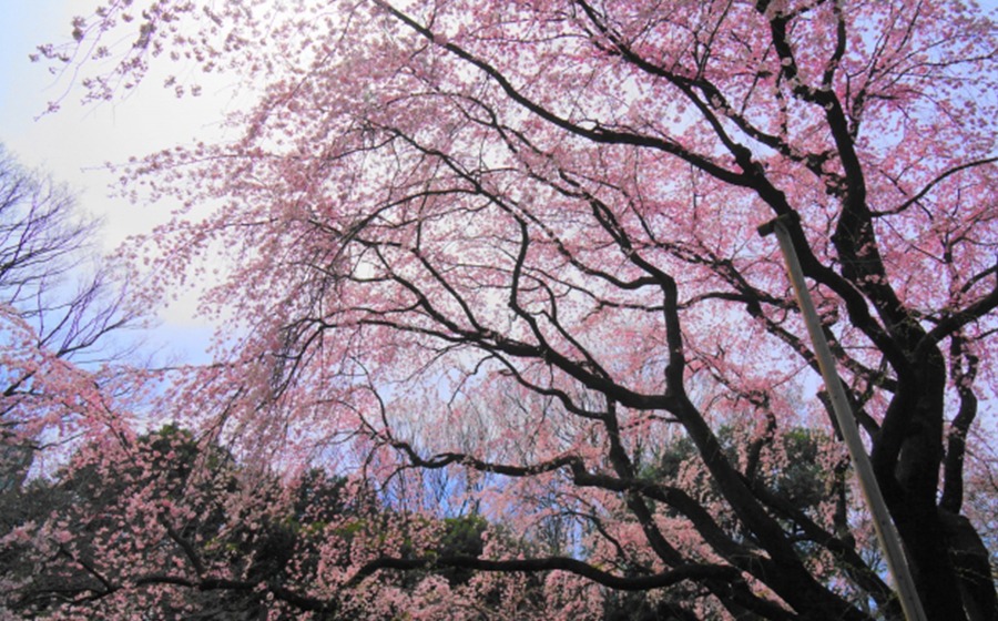 shinjuku-shijukugyoen