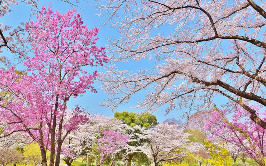 tachikawa-showamemorialpark