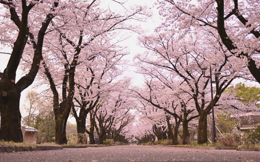fuchu-fuchupark