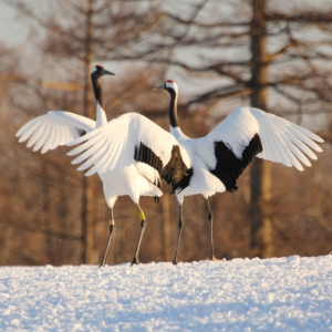 tsuru